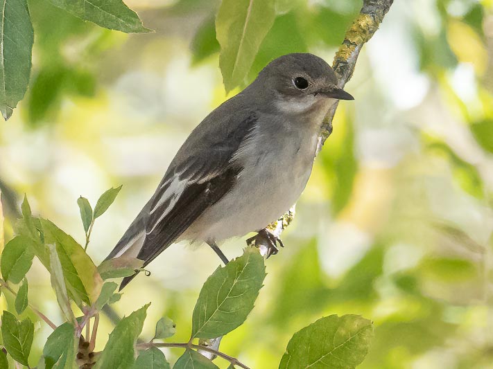 Pied Flycatcher female-220224.jpg